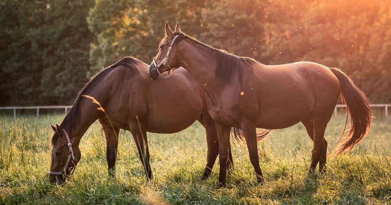 RVC project aims to find answers to Thoroughbred pregnancy loss question
