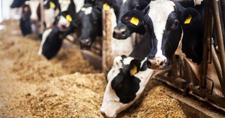Farm vets can add value focusing on transition cow management