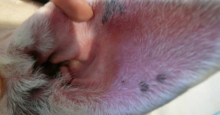 Working up pruritic dogs – practical tips for diet trials