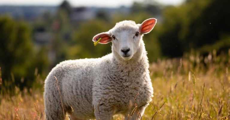 NOAH vaccination guidelines – what do they mean for sheep vets?