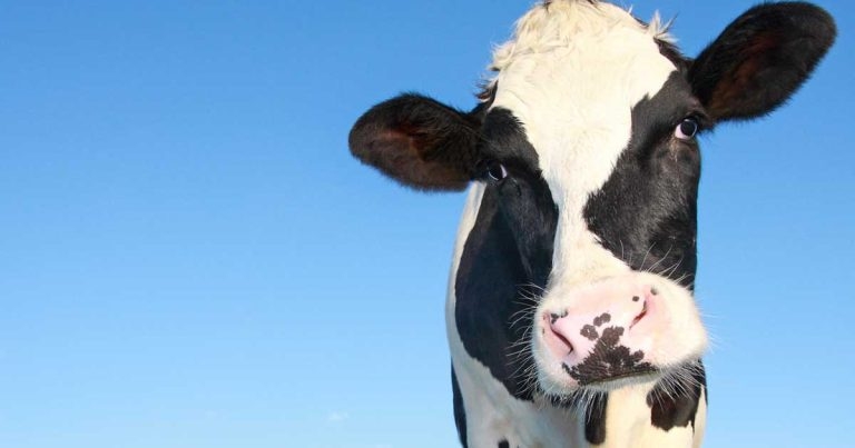 What can English vets learn from Scotland’s BVD scheme?
