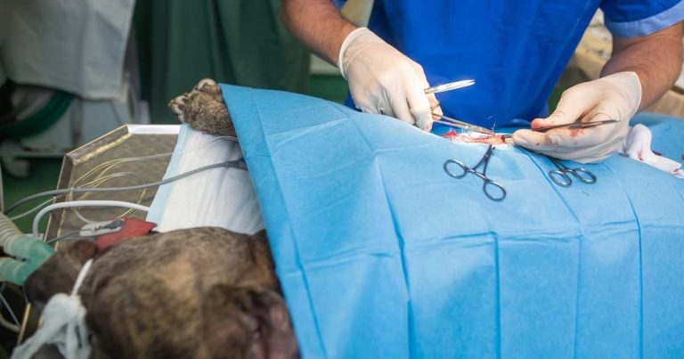 Sterilisation: individualised medicine versus population control