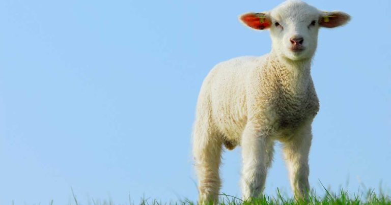 ‘Wormer resistance should be a priority for farm vets’