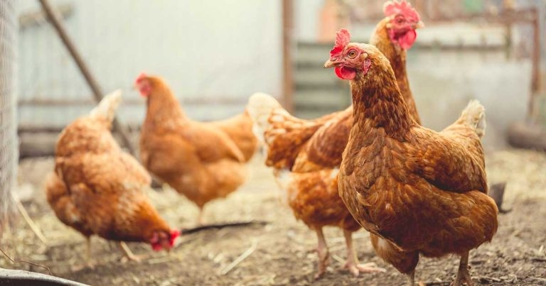 Avian influenza: are you prepared to see pet poultry this season?