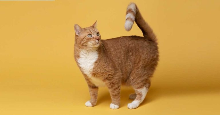 Defra announces plan to make cat microchipping law