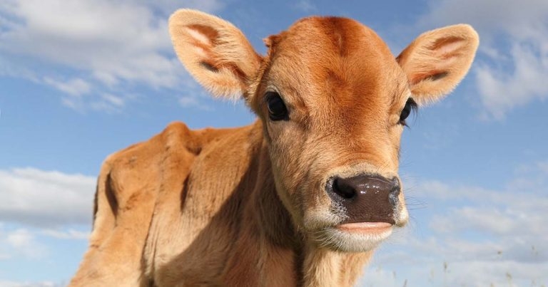 Calf health: current concerns and future opportunities