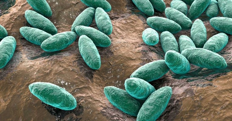 Vet school in US develops new B canis test