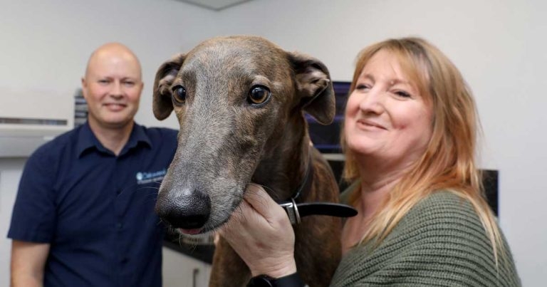 By George! Lurcher puppy bounces back from broken spine