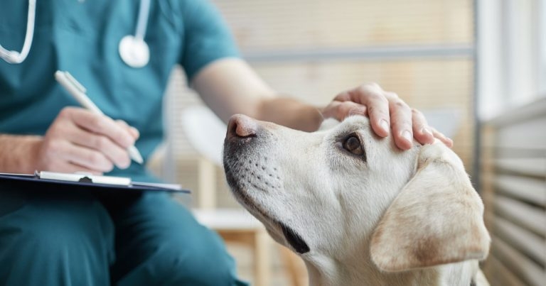 POM-V issue only noted since under care shift, VMD claims