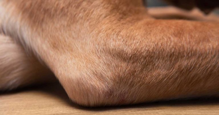 Elbow dysplasia – an update