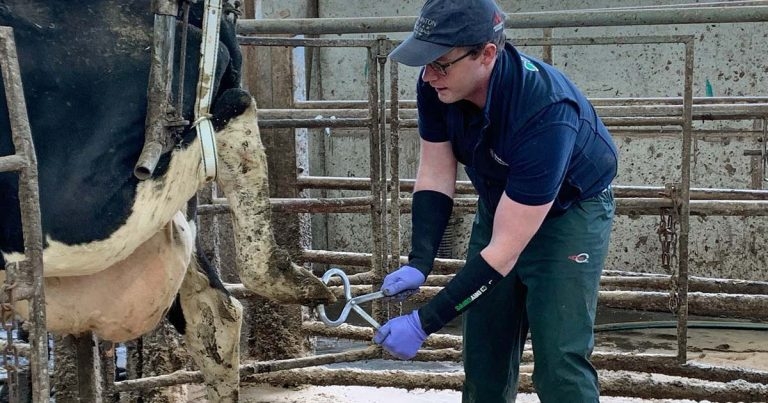 Managing the lame cow – moving beyond the cure