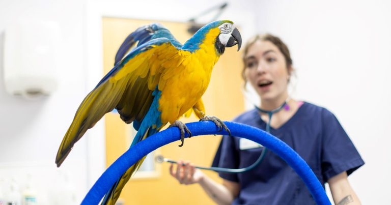 IVC Evidensia expands referral network with two accredited hospitals