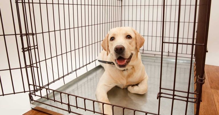 Study aims to plug ‘significant’ imported dogs knowledge gap