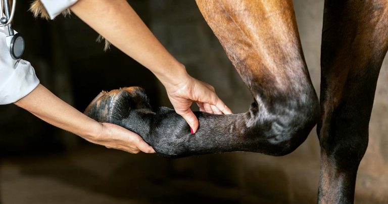 Researchers identify horse tendon cells affected by ageing