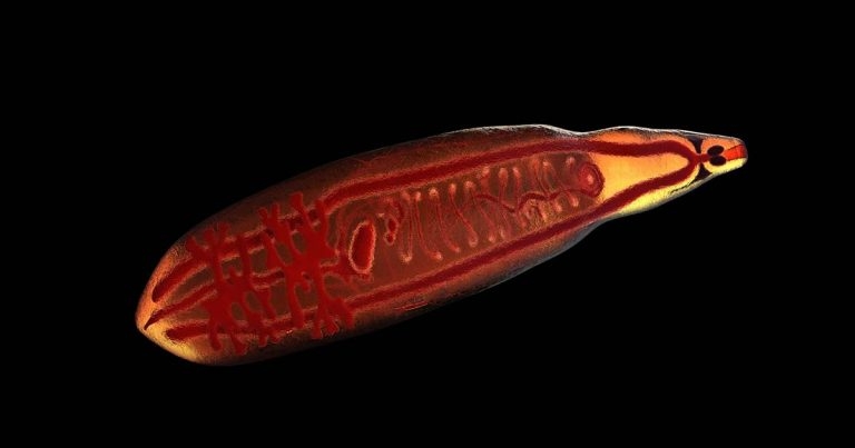 Sheep parasites of note part 3 – trematodes