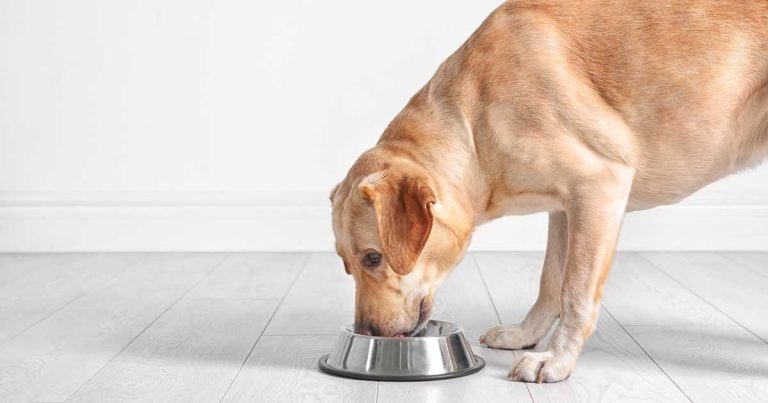 BVA launches diet review as paper suggests vegan benefits