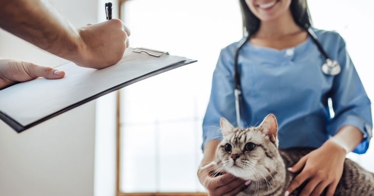 Search on for Pet Protection Nurse Champion