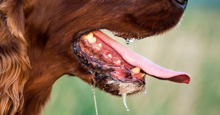 Charities unite in new drive to tackle rabies