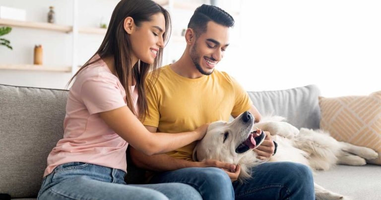 Renters’ pet rights plan ‘a potential game changer’, says charity