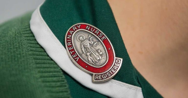 Cheap mini-vets: groups clash over role of nurses