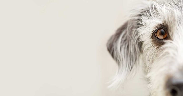 Differentiating between GTCS and syncope in dogs