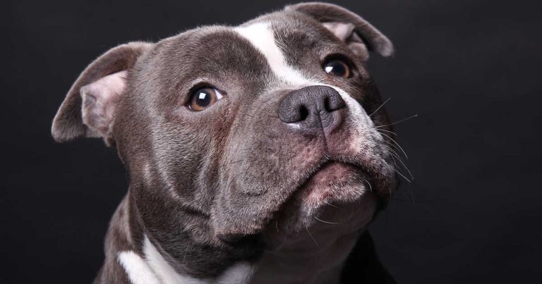 Seizures in dogs: causes, diagnosis, treatment and management update