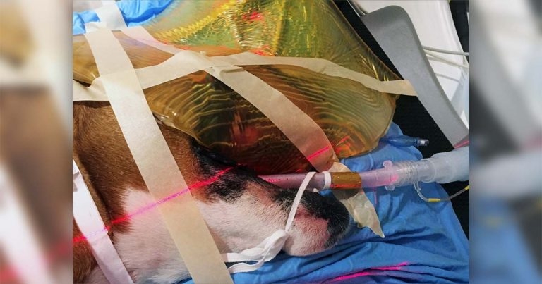 Exciting updates in UK radiotherapy for pets