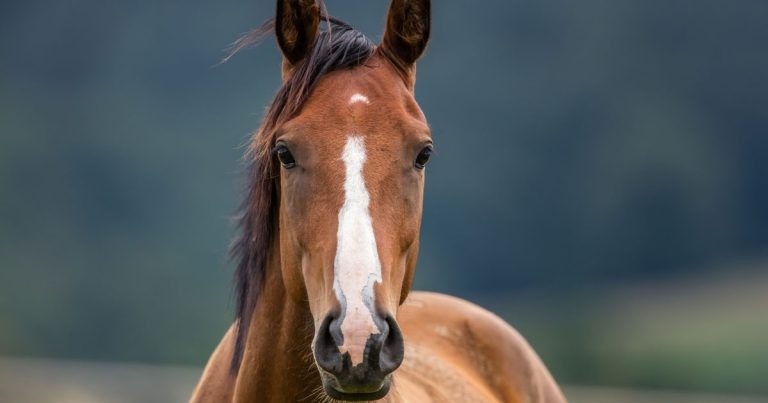 Equine gastric disease and disorders