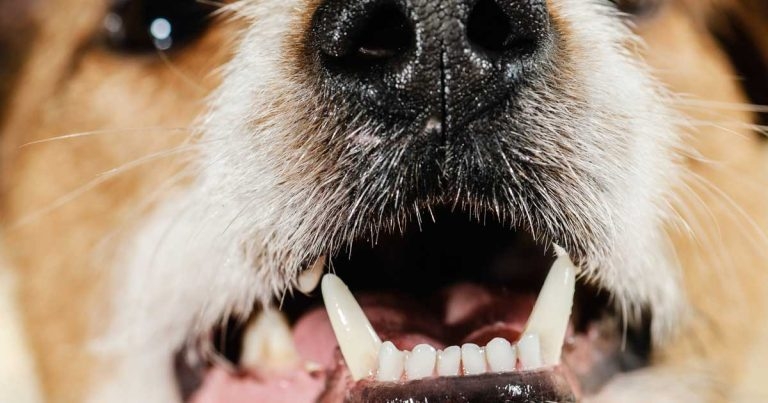 Dentistry: the more you look, the more you find