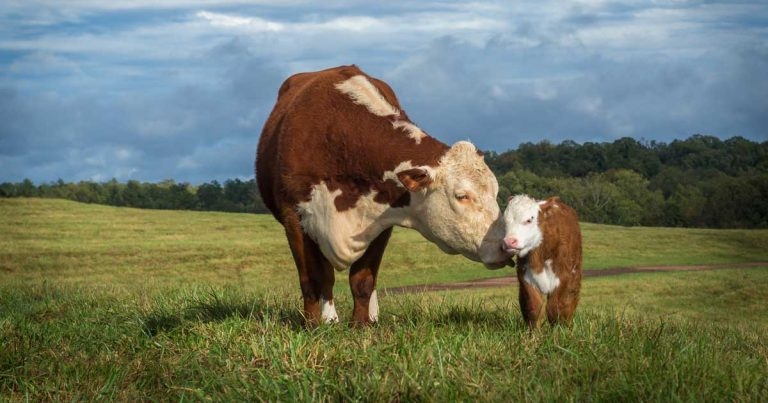 Role of key trace elements on health and fertility