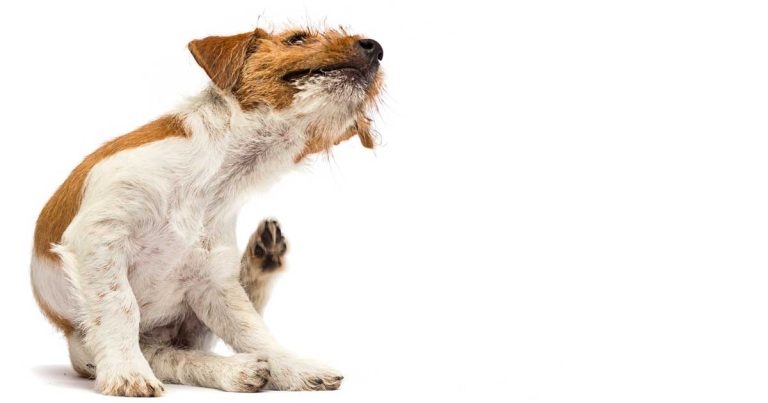 Atopic dermatitis treatment options