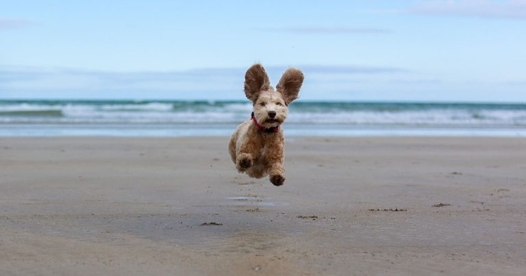 BVA reveals Veterinary Photographer of the Year 2023 winners and finalists