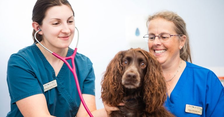 IVC Evidensia launches referral nursing programme