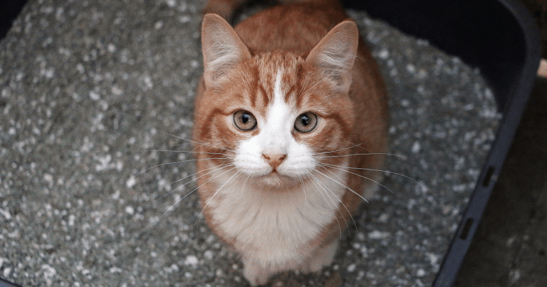 CVS researchers investigate antimicrobial resistance levels in feline urine