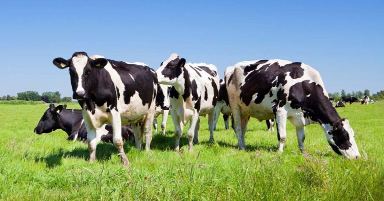 Alternative treatment and control of GI nematodes in ruminants