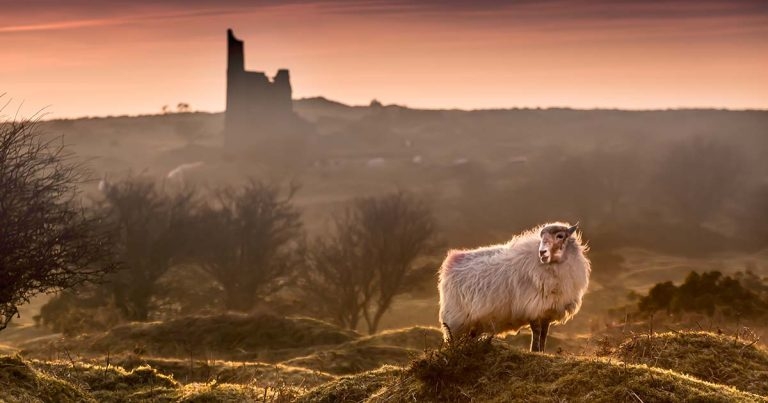 Students can apply for funded summer farm vet academy