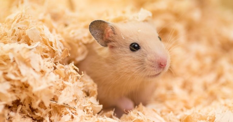 Looking after small mammals – hamster care