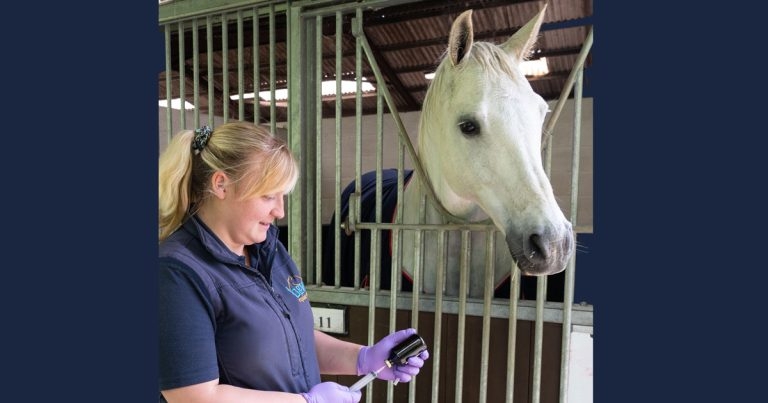 CVS reveals analysis of equine practice antimicrobial use