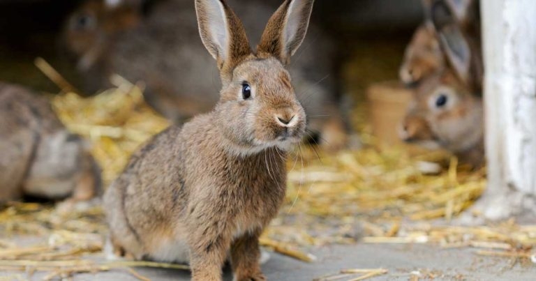 Rabbit neutering campaign launches as awareness week begins