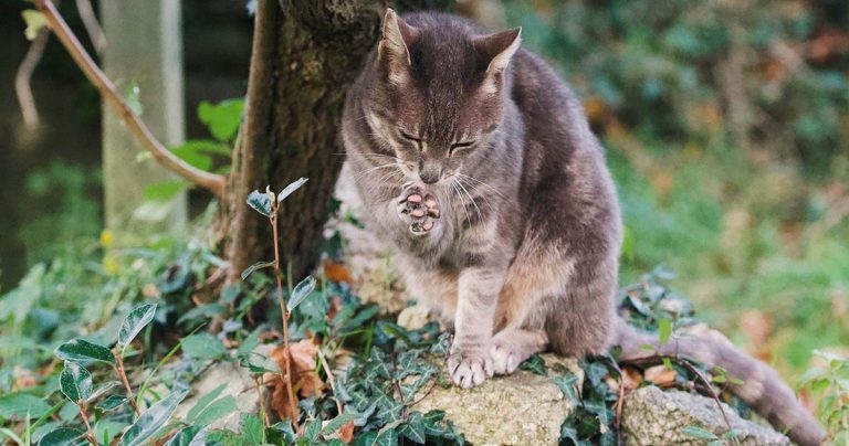 Role of endectocides in risk-based approaches to parasite control
