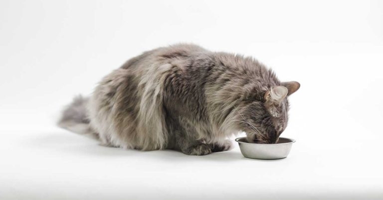 Pancytopenia outbreak in UK cats