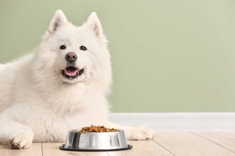 New study claims ‘minimal’ health link from vegan dog diets