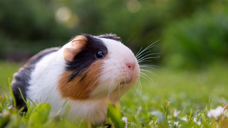 Looking after small mammals – guinea pig care