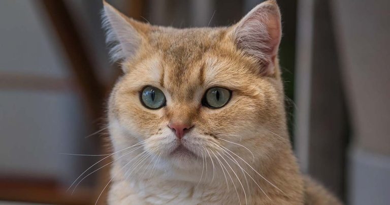 Widespread outbreak of FIP in Cyprus with a suspected highly virulent feline coronavirus strain