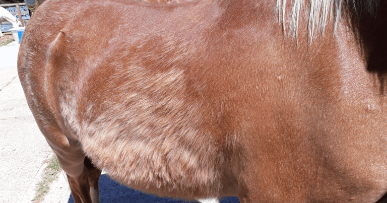 RVC and CVS seek equids for study into Cushing’s disease effects