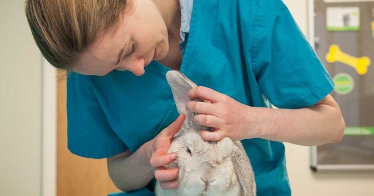 Study reveals extent of rabbit ear conditions
