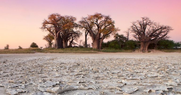 WSAVA launches vaccination guidance project for sub-Saharan Africa