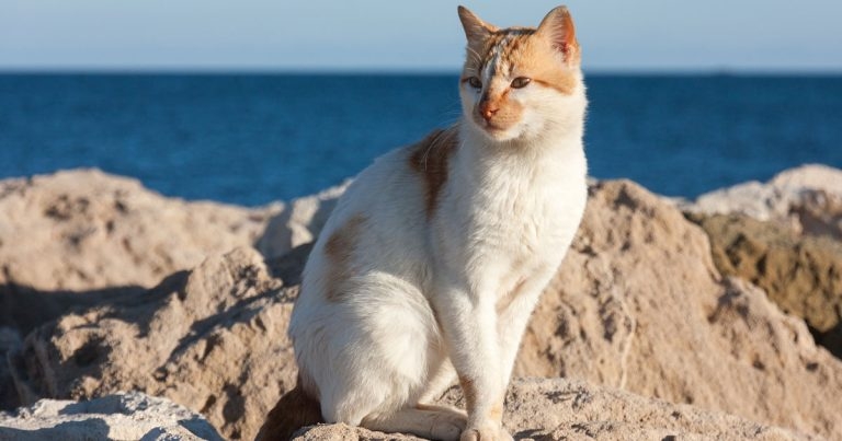 BVA urges caution following Cypriot feline disease outbreak