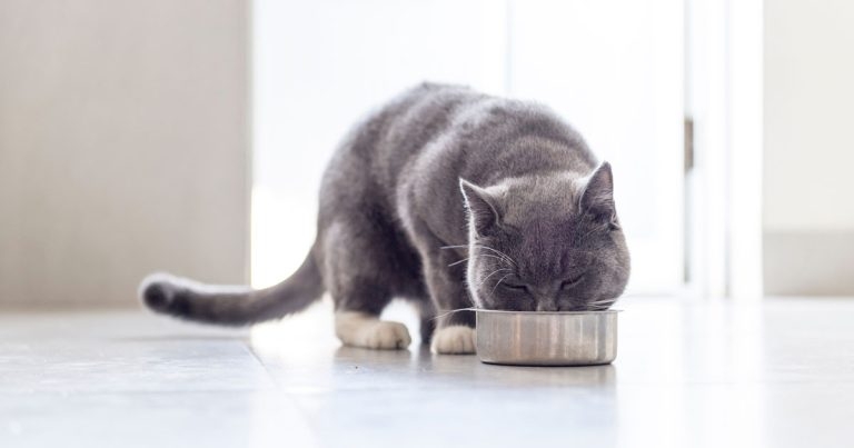 Vegan-fed cats healthier than meat eaters, research claims