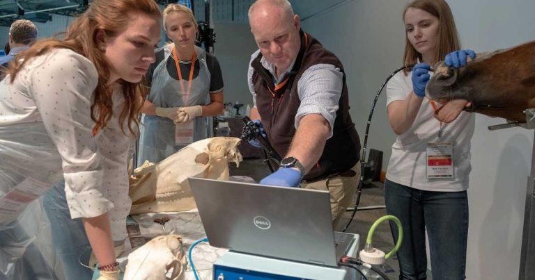 Why I can’t wait for highlight of equine vet year